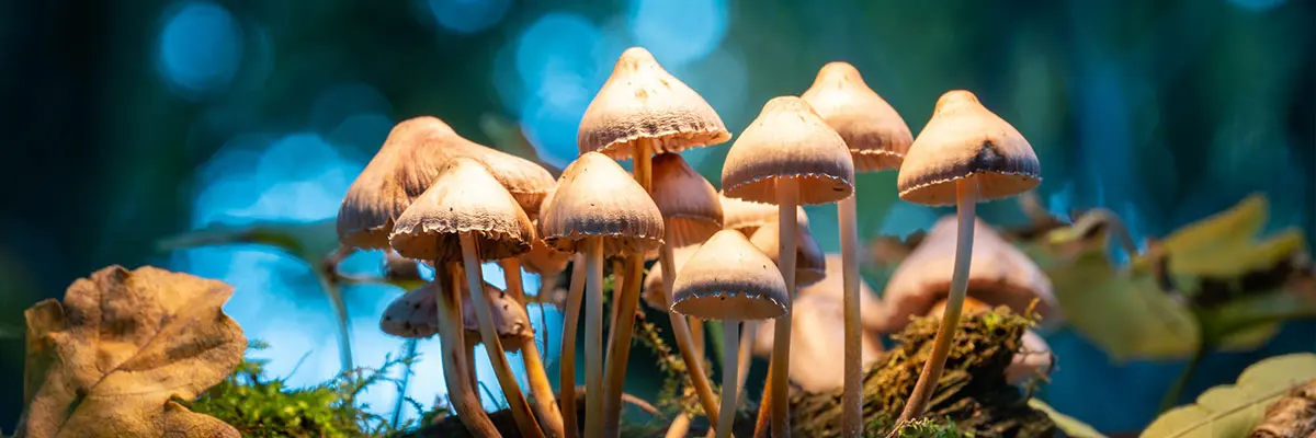 Mushrooms growing on dead wood, image from the ZERI Foundation's official page